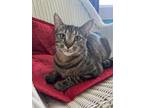 Adopt TARJEI a Brown Tabby Domestic Shorthair / Mixed (short coat) cat in