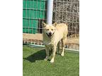 Adopt Gowoon a Brown/Chocolate - with White Shiba Inu / Jindo / Mixed dog in