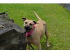 Adopt Reagan a Tan/Yellow/Fawn - with Black Black Mouth Cur / Labrador Retriever