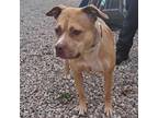 Adopt JINGLEBERRY CREAM CAKE a Brindle American Pit Bull Terrier / Mixed Breed