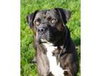 Adopt Chica a Black Mixed Breed (Small) / Mixed Breed (Medium) / Mixed (short