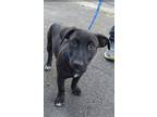 Adopt Taylor a Black Dachshund / Labrador Retriever / Mixed dog in Huntington