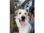 Adopt Titan a White - with Tan, Yellow or Fawn Great Pyrenees / Irish Setter /