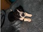 Adopt Muffin a Black - with White Australian Cattle Dog / Dachshund / Mixed dog