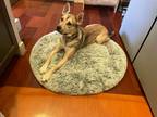 Adopt Bambi a Tan/Yellow/Fawn Husky / German Shepherd Dog / Mixed dog in West