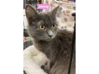 Adopt Jenny a Gray or Blue Domestic Longhair / Mixed Breed (Medium) / Mixed