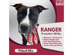 Adopt Ranger a Black - with White American Pit Bull Terrier / Mixed dog in