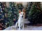 Adopt Ginger - PENDING a Brindle Labrador Retriever / Great Pyrenees / Mixed