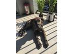 Adopt Mia a Brindle Mountain Cur / Mixed dog in Austin, TX (40308014)