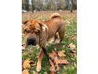 Adopt Haribo a Red/Golden/Orange/Chestnut Shar Pei / Mixed dog in Sacramento