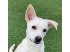 Adopt Bianca a White - with Tan, Yellow or Fawn Jindo / Retriever (Unknown Type)