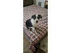 Adopt Gibbs a Black - with White Jack Russell Terrier / Beagle / Mixed dog in