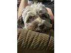 Adopt Noelle a Brindle Cockapoo / Poodle (Miniature) / Mixed dog in Huntington