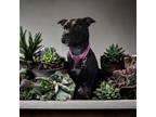 Adopt Jitterbug a Black - with White American Pit Bull Terrier / Mixed dog in