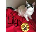 Adopt Lily a White (Mostly) Domestic Shorthair / Mixed (short coat) cat in