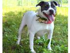 Adopt Jersey - Adoptable a American Pit Bull Terrier / Mixed Breed (Medium) /