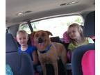Adopt Chico a Red/Golden/Orange/Chestnut Australian Cattle Dog / Mixed dog in