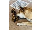 Adopt Ghost a Red/Golden/Orange/Chestnut Shepherd (Unknown Type) / Labrador