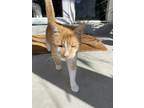 Adopt Kassie a Orange or Red Tabby American Shorthair (medium coat) cat in