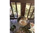 Adopt Kallie a Orange or Red (Mostly) American Shorthair (medium coat) cat in