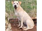Adopt Jody a Tan/Yellow/Fawn Shar Pei / Mixed Breed (Medium) / Mixed dog in