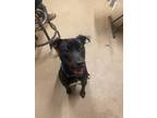 Adopt Tig a Labrador Retriever / Mixed dog in Waverly, NY (37625692)