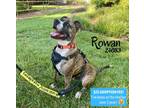 Adopt Rowan a Boxer / Mixed dog in Oak Ridge, TN (40301370)