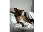 Adopt Bruno a Tan/Yellow/Fawn - with White Shiba Inu / Australian Cattle Dog /