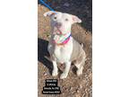 Adopt Gail a White - with Gray or Silver Pit Bull Terrier / Mixed dog in