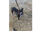 Adopt Suzy a American Pit Bull Terrier / Labrador Retriever / Mixed dog in