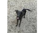 Adopt Frito a Gray/Blue/Silver/Salt & Pepper Border Collie / Mixed dog in
