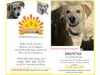 Adopt Brownie a White - with Gray or Silver Husky / Mixed dog in Navarre