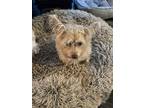 Adopt Princess a Tan/Yellow/Fawn Manchester Terrier / Mixed dog in Middlesex