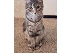 Adopt Alice a Gray, Blue or Silver Tabby American Shorthair (short coat) cat in