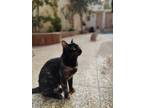 Adopt Lora a Spotted Tabby/Leopard Spotted Egyptian Mau cat in Manchester