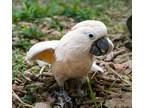 Adopt Gladys a Cockatoo bird in Elizabeth, CO (38714532)