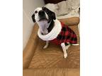 Adopt Precious a White - with Black Jack Russell Terrier / Rat Terrier / Mixed