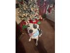 Adopt Bonita a White - with Black American Pit Bull Terrier / American