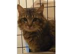Adopt Nickolas a Brown Tabby Domestic Mediumhair (medium coat) cat in