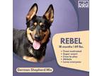 Adopt Rebel a Black - with Tan, Yellow or Fawn German Shepherd Dog / Alaskan