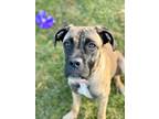 Adopt Maddi a Tan/Yellow/Fawn - with Black Mastiff / Mixed dog in Pittsburgh