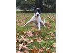 Adopt Phoebe a Black - with White Pit Bull Terrier / Mixed dog in Pittsburgh