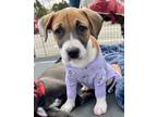 Adopt Lucy a White - with Brown or Chocolate American Staffordshire Terrier /