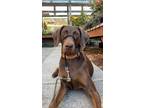 Adopt Birdie a Brown/Chocolate Weimaraner / Doberman Pinscher / Mixed dog in
