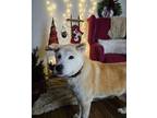 Adopt Tong a Husky / Akita / Mixed dog in Sprakers, NY (40052257)