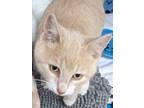 Adopt Claudia a Brown Tabby Domestic Shorthair / Mixed Breed (Medium) / Mixed