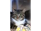 Adopt Wall-E a Domestic Shorthair / Mixed cat in Indiana, PA (40294500)
