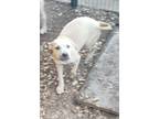 Adopt Ivy a Tan/Yellow/Fawn Staffordshire Bull Terrier / Mixed dog in Riverview