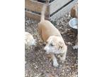 Adopt Ellie a Tan/Yellow/Fawn Staffordshire Bull Terrier / Mixed dog in