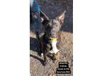 Adopt Beau a Black - with White Labrador Retriever / Mixed dog in Pottsville